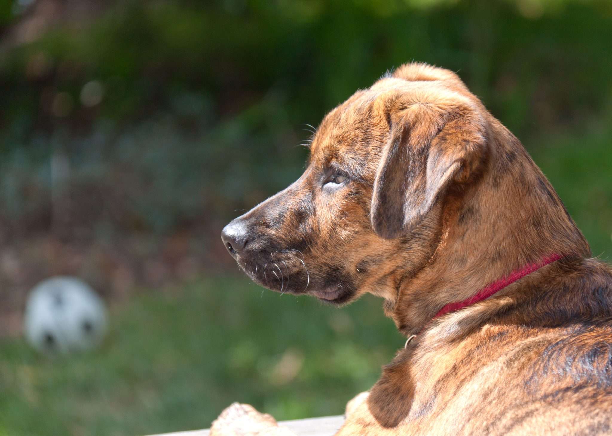 Introduction to Plott Hound - Plott Hound World